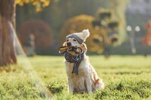 In clothes. Beautiful Golden Retriever dog have a walk outdoors in the park photo