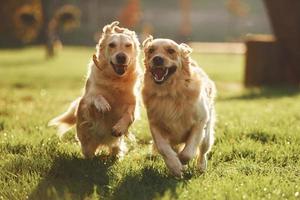 corriendo juntos dos hermosos perros golden retriever tienen un paseo al aire libre en el parque juntos foto