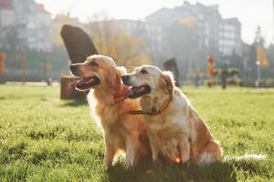 Two beautiful Golden Retriever dogs have a walk outdoors in the park together photo