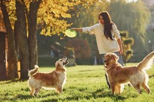 Playing frisbee. Woman have a walk with two Golden Retriever dogs in the park photo