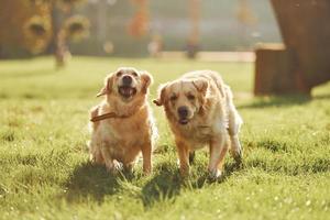 Running together. Two beautiful Golden Retriever dogs have a walk outdoors in the park together photo
