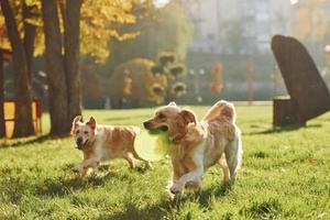 Running with frisbee. Two beautiful Golden Retriever dogs have a walk outdoors in the park together photo