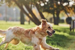 Photo in motion, running. Beautiful Golden Retriever dog have a walk outdoors in the park