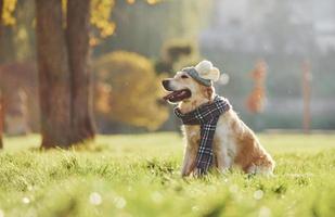 In hat and scarf. Beautiful Golden Retriever dog have a walk outdoors in the park photo