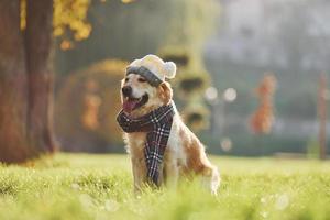 In hat and scarf. Beautiful Golden Retriever dog have a walk outdoors in the park photo