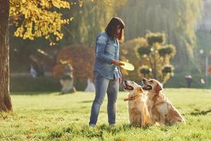 Playing frisbee. Woman have a walk with two Golden Retriever dogs in the park photo