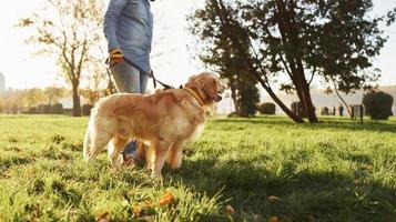 Young woman have a walk with Golden Retriever in the park photo