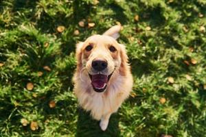 Standing on the legs. Beautiful Golden Retriever dog have a walk outdoors in the park photo