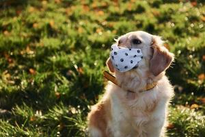 In protective mask. Conception of quarantine. Beautiful Golden Retriever dog have a walk outdoors in the park photo