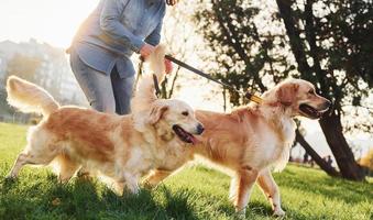 Amazing sunshine. Woman have a walk with two Golden Retriever dogs in the park photo