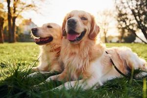 Sitting on the grass. Two beautiful Golden Retriever dogs have a walk outdoors in the park together photo