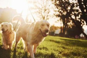 hermoso amanecer. dos hermosos perros golden retriever tienen un paseo al aire libre en el parque juntos foto