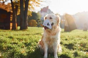 In protective mask. Conception of quarantine. Beautiful Golden Retriever dog have a walk outdoors in the park photo