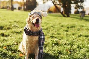 In hat, scarf and spectacles. Hipster look. Beautiful Golden Retriever dog have a walk outdoors in the park photo