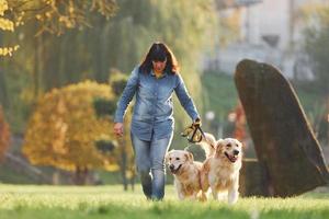 mujer da un paseo con dos perros golden retriever en el parque foto
