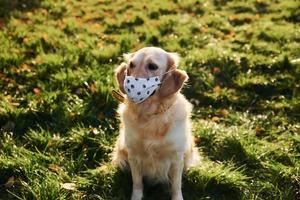 In protective mask. Conception of quarantine. Beautiful Golden Retriever dog have a walk outdoors in the park photo