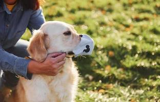 Woman have a walk with Golden Retriever dog in the park at daytime photo