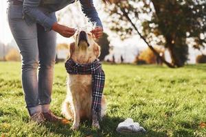 Wearing glasses. Young woman have a walk with Golden Retriever in the park photo