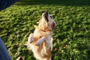 de pie sobre las piernas. hermoso perro golden retriever da un paseo al aire libre en el parque foto