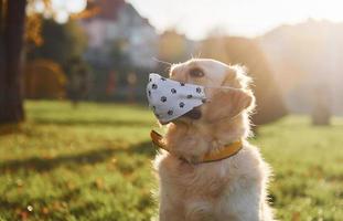 In protective mask. Conception of quarantine. Beautiful Golden Retriever dog have a walk outdoors in the park photo