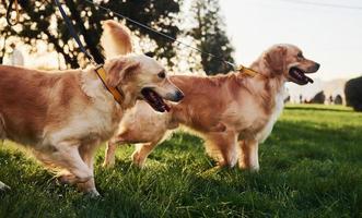 dos hermosos perros golden retriever tienen un paseo al aire libre en el parque juntos foto