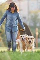 mujer da un paseo con dos perros golden retriever en el parque foto