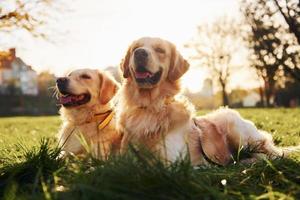 Sitting on the grass. Two beautiful Golden Retriever dogs have a walk outdoors in the park together photo