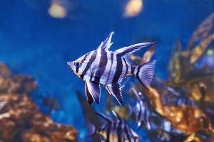 Enoplosus armatus. Underwater close up view of tropical fishes. Life in ocean photo