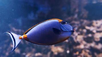 Caesio teres fish. Underwater close up view of tropical animals. Life in ocean photo