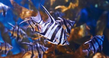 Enoplosus armatus. Underwater close up view of tropical fishes. Life in ocean photo