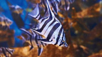 Enoplosus armatus. Underwater close up view of tropical fishes. Life in ocean photo