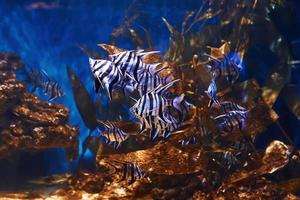 Enoplosus armatus. Underwater close up view of tropical fishes. Life in ocean photo