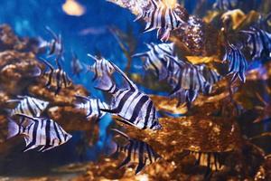 Enoplosus armatus. Underwater close up view of tropical fishes. Life in ocean photo