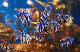 enoplosus armatus. vista de cerca bajo el agua de peces tropicales. vida en el océano foto