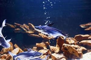 Pangasiidae animal. Underwater close up view of tropical fishes. Life in ocean photo