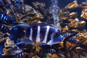 Cyphotilapia frontosa. Underwater close up view of tropical fishes. Life in ocean photo