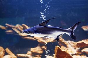 Pangasiidae animal. Underwater close up view of tropical fishes. Life in ocean photo