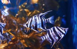 Enoplosus armatus. Underwater close up view of tropical fishes. Life in ocean photo