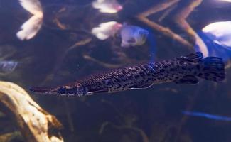 pangasiidae nada. vista de cerca bajo el agua de peces tropicales. vida en el océano foto