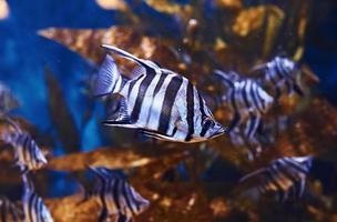 enoplosus armatus. vista de cerca bajo el agua de peces tropicales. vida en el océano foto