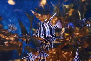 Enoplosus armatus. Underwater close up view of tropical fishes. Life in ocean photo