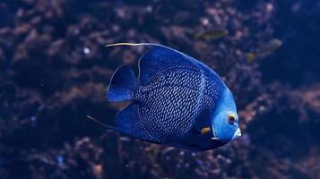 Aracana ornata fish is underwater. Close up view. Life in ocean photo