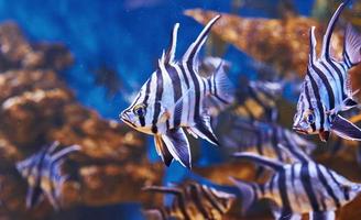 Enoplosus armatus. Underwater close up view of tropical fishes. Life in ocean photo