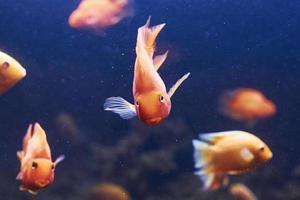 héroes severos. vista de cerca bajo el agua de peces tropicales. vida en el océano foto