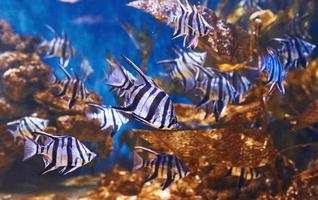 Enoplosus armatus. Underwater close up view of tropical fishes. Life in ocean photo