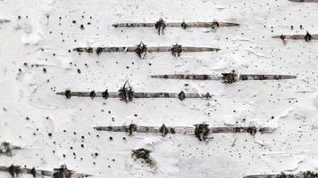 Birkenrinde-Texturschleife. weißer Stammbaum mit Linienhintergrund. video