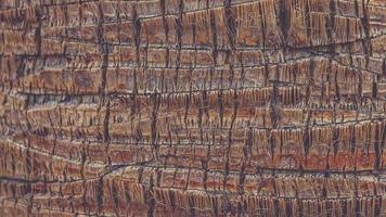 Exotic wood backdrop loop. Palm bark pattern texture. Tropical tree trunk background. video