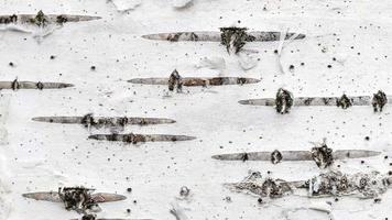 Birch tree bark texture. White trunk tree with lines background. video