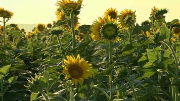 Sonnenblume auf dem Feld video
