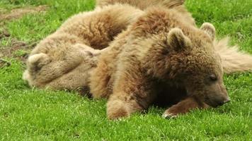 oursons jouant dans la nature video